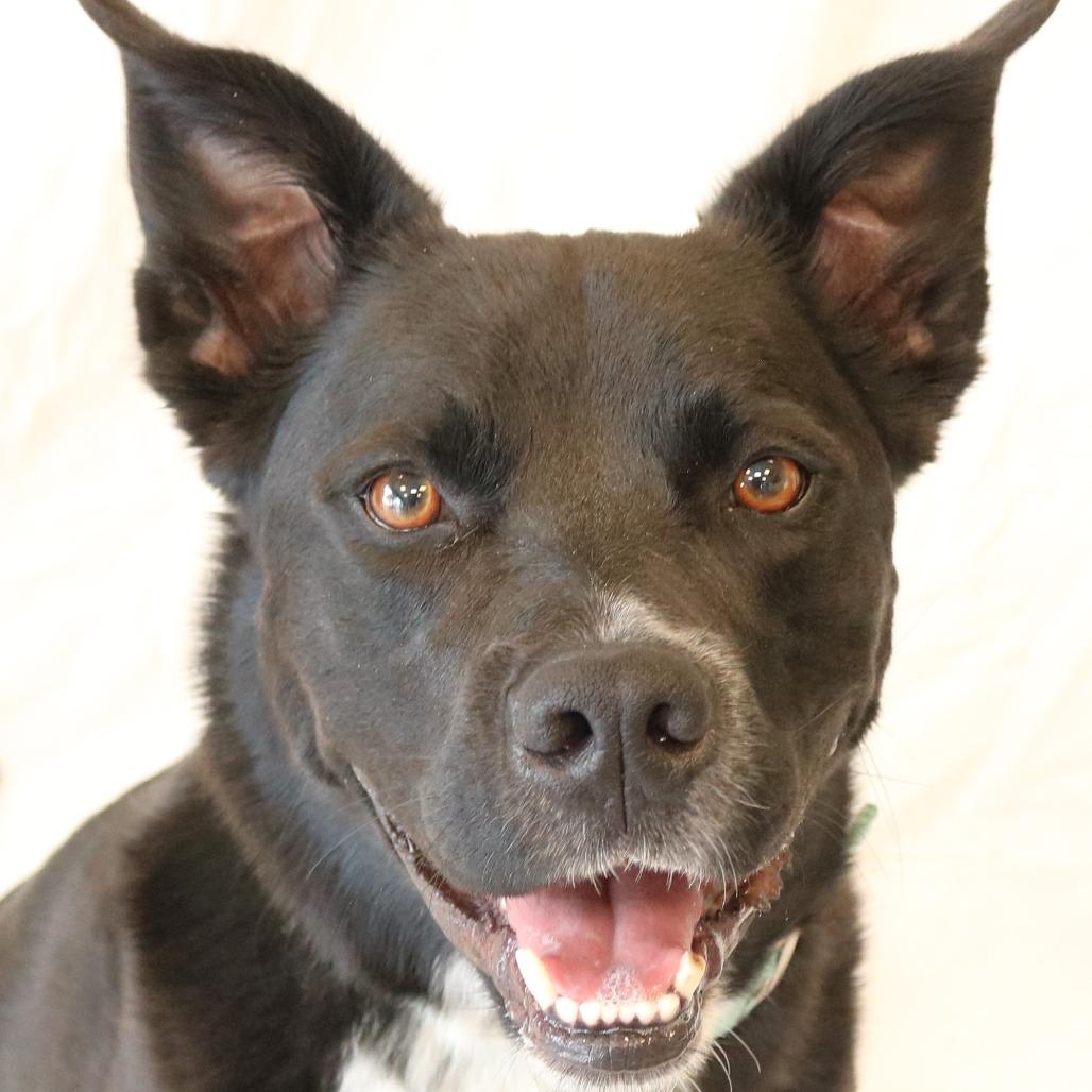 Rocky, a Adoptable mixed breed in Rifle, CO image 5/6