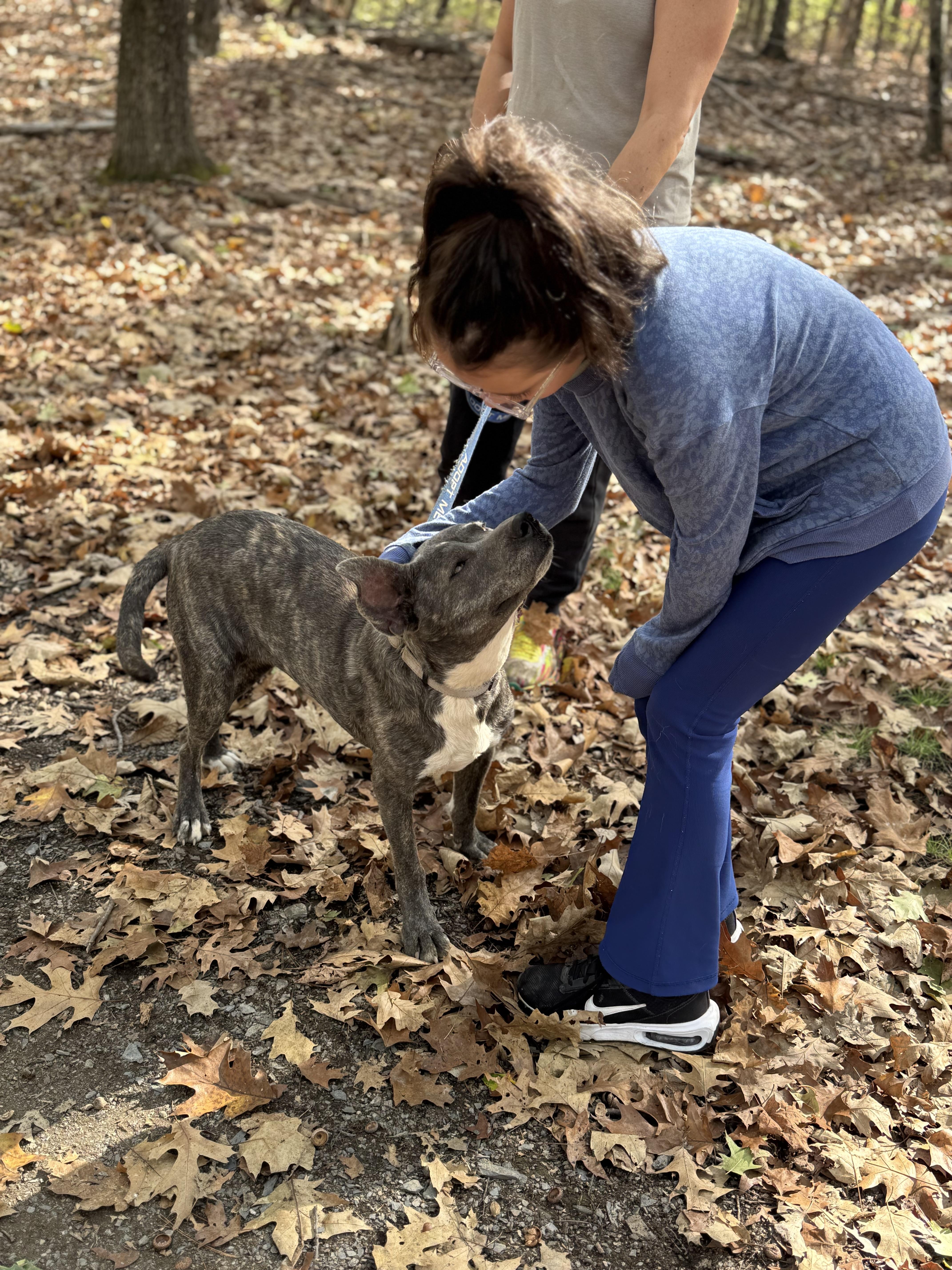 Elfie, a Adoptable mixed breed in Argyle, NY image 5/6