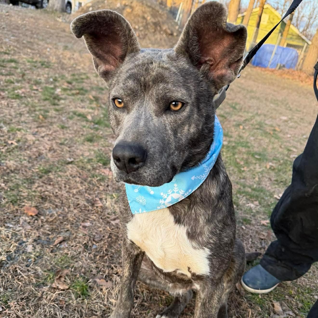 Elfie, Adoptable, Adult Female Catahoula Leopard Dog.