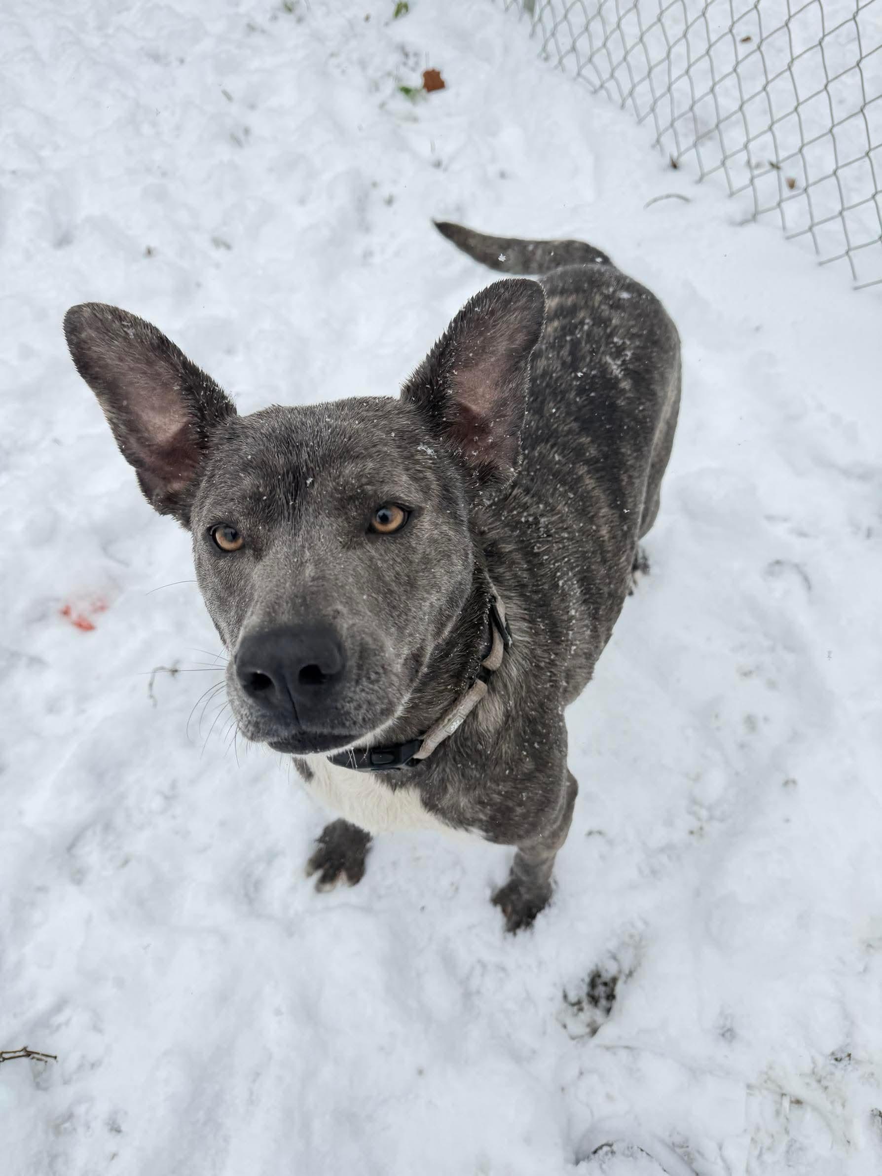 Elfie, a Adoptable mixed breed in Argyle, NY image 1/6