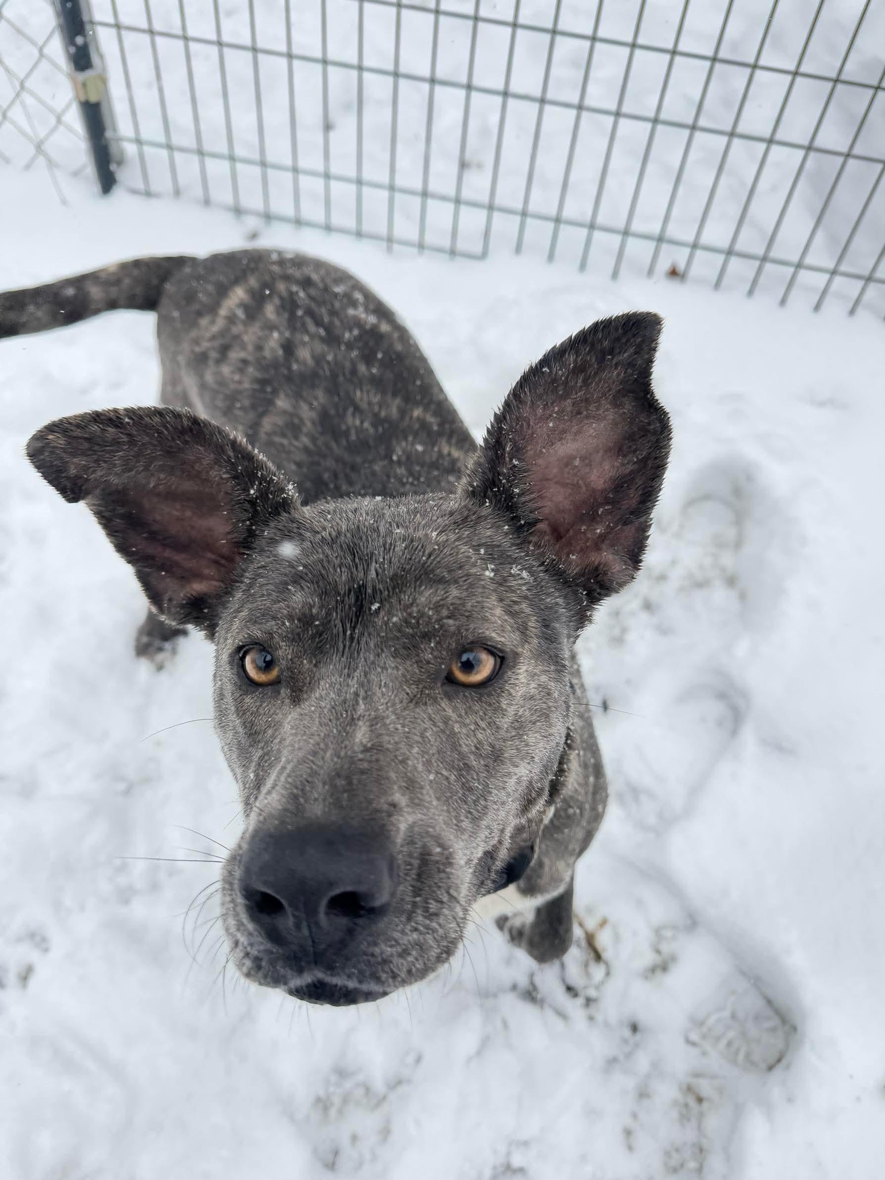 Elfie, a Adoptable mixed breed in Argyle, NY image 2/6