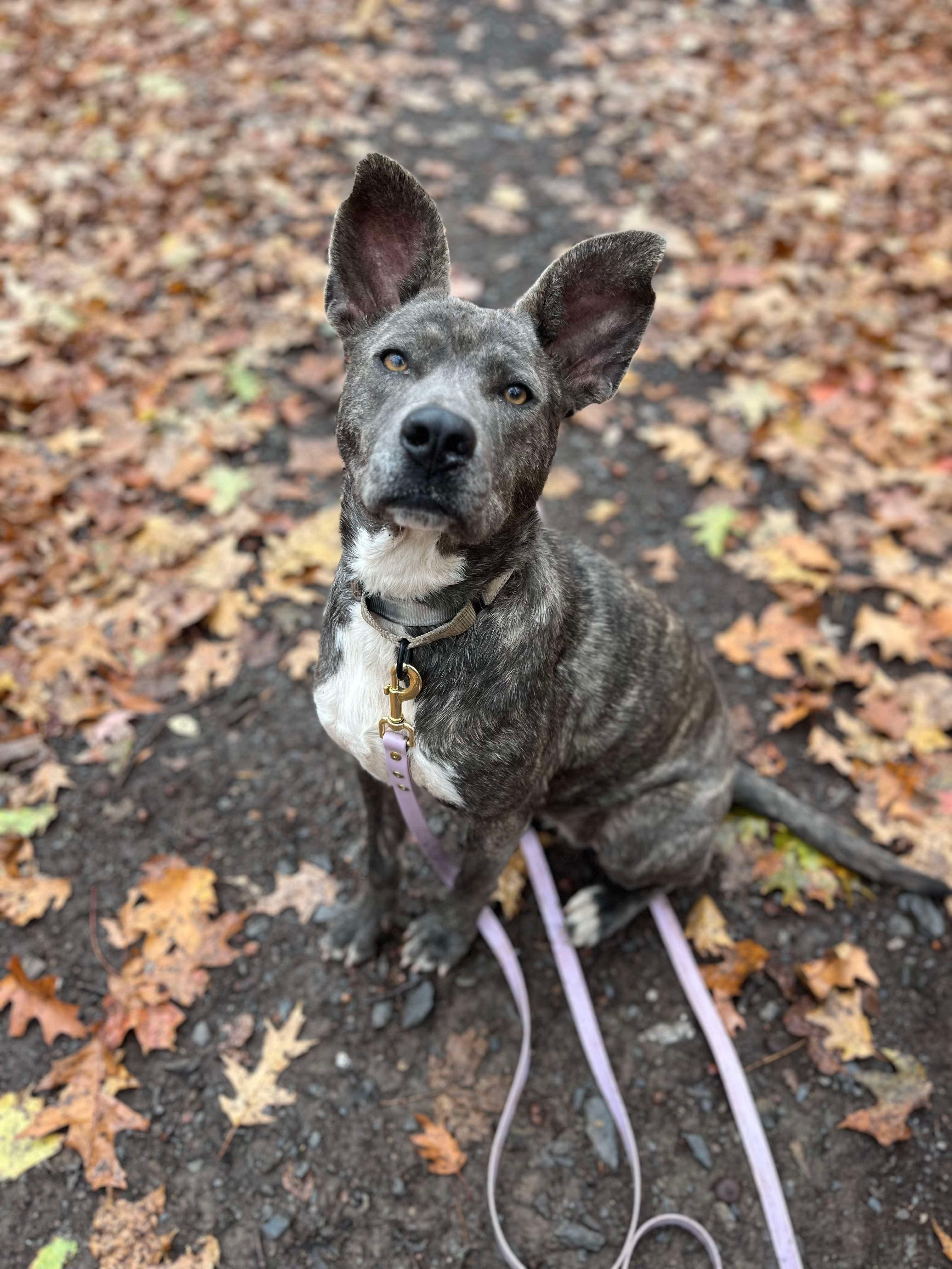 Elfie, a Adoptable mixed breed in Argyle, NY image 3/6