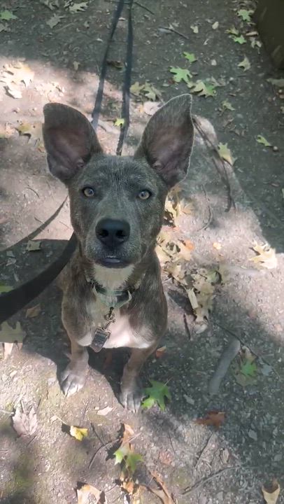 Enlarge Elfie, a Adoptable mixed breed in Argyle, NY video 6/6