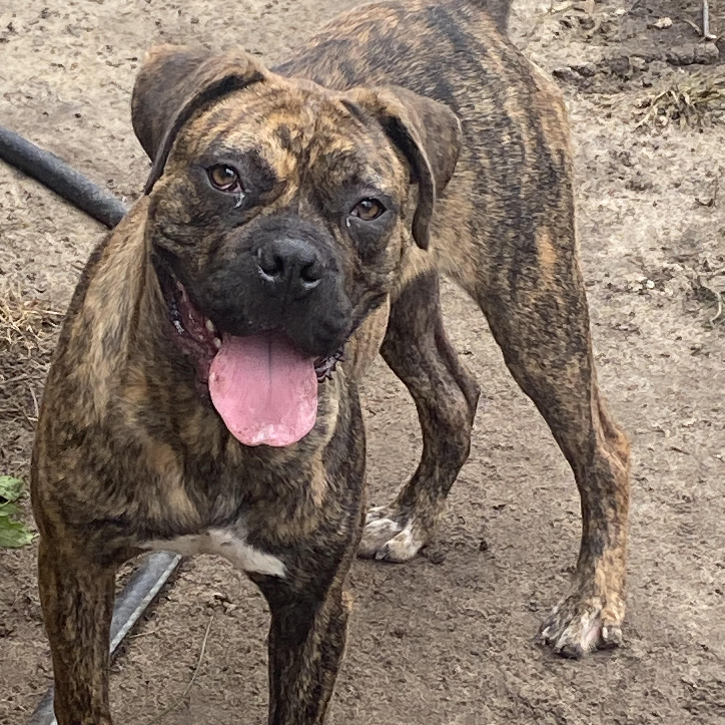 Elton, a Adoptable mixed breed in Oak Bluffs, MA image 3/3