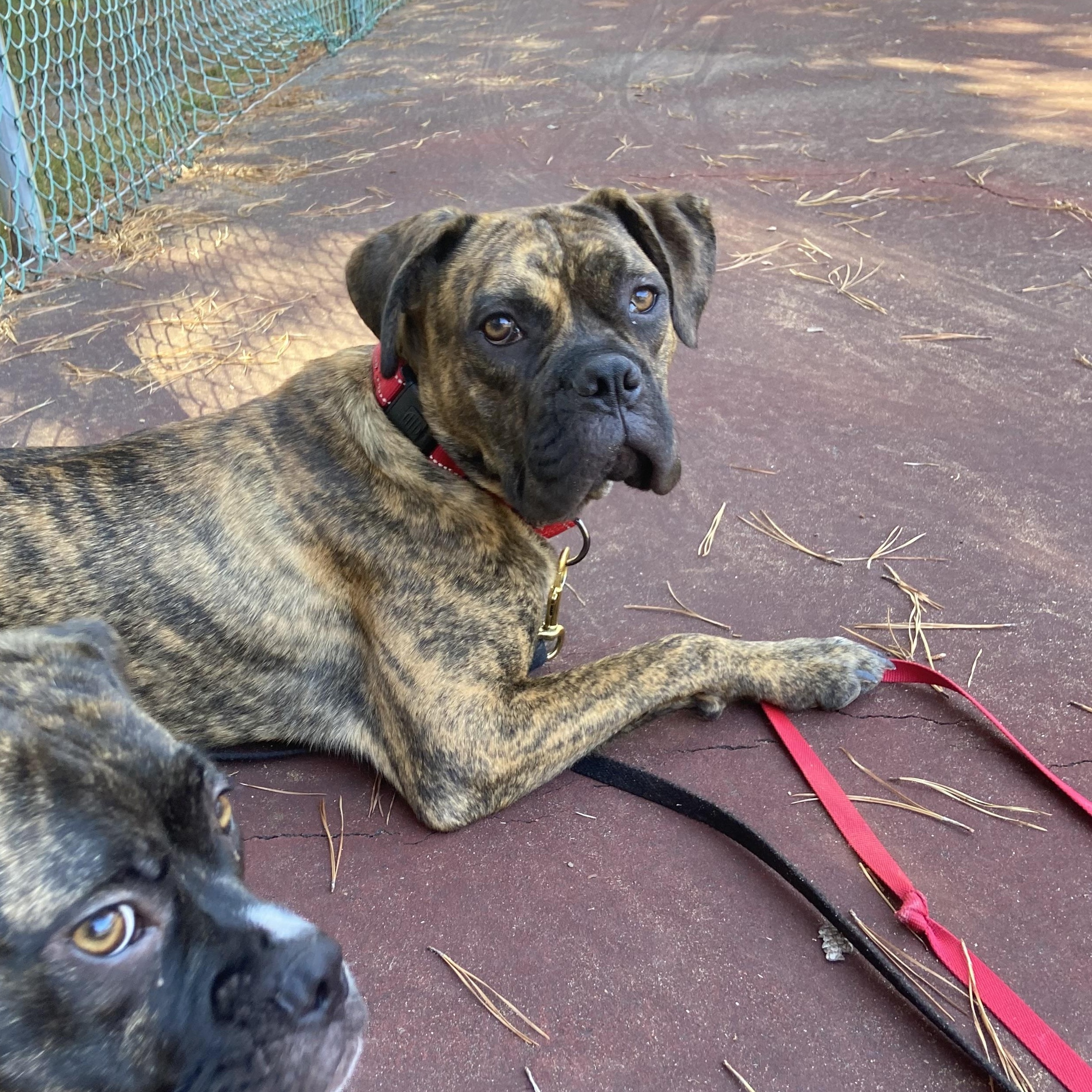 Elton, a Adoptable mixed breed in Oak Bluffs, MA image 2/3