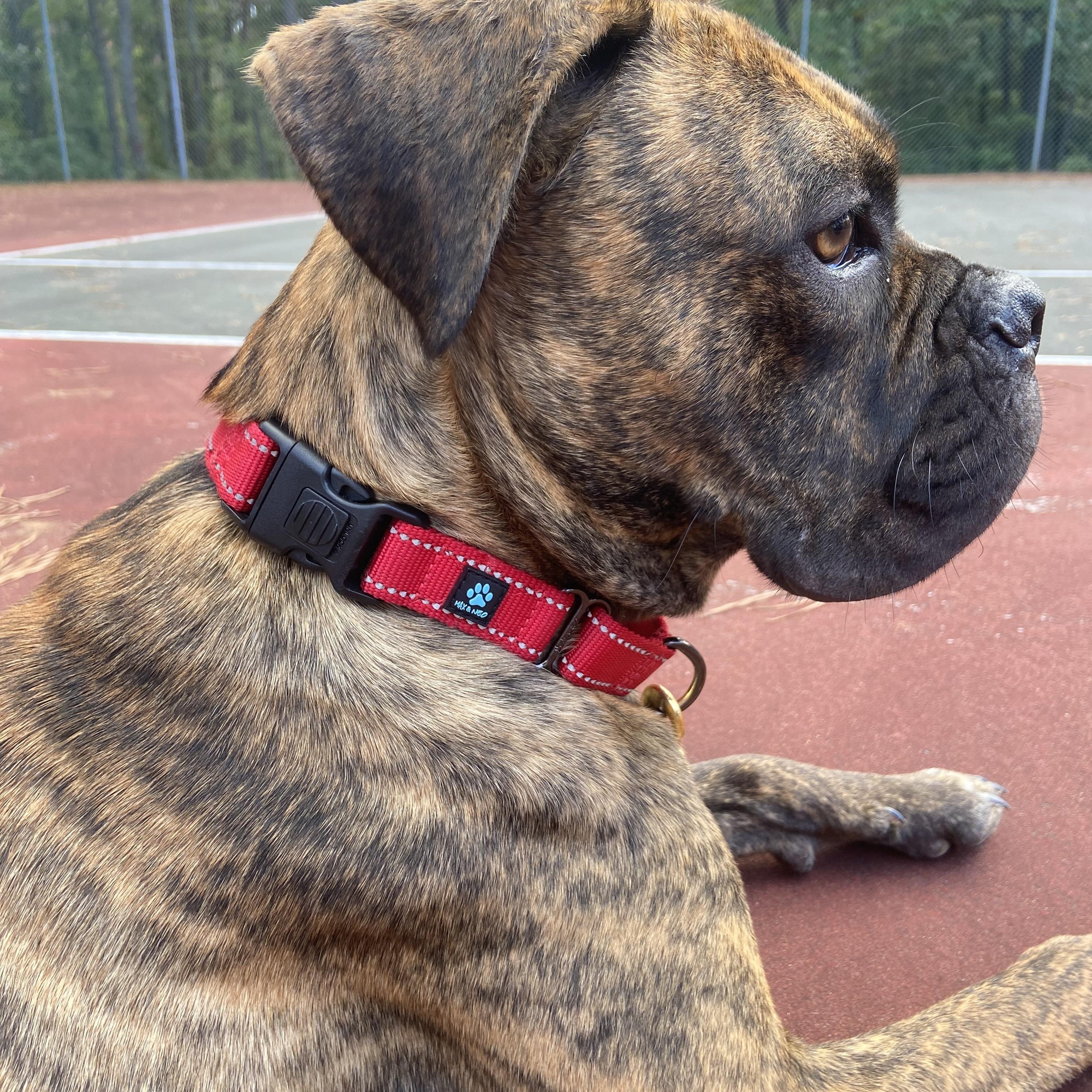 Elton, a Adoptable mixed breed in Oak Bluffs, MA image 1/3