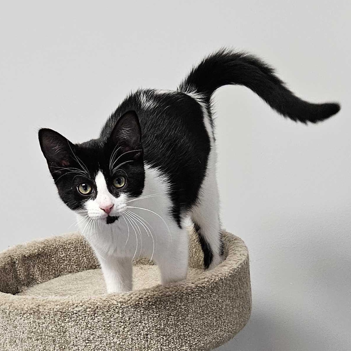 Acadia, Adopted, Kitten Female Domestic Short Hair.