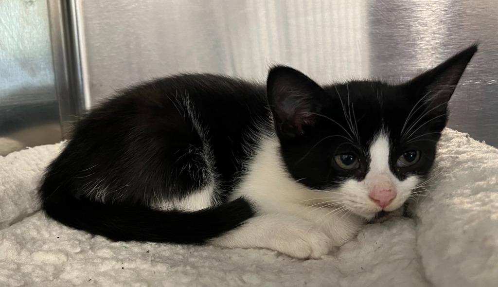 Enlarge Acadia, a Adopted Domestic Short Hair in North Haven, CT image 2/2