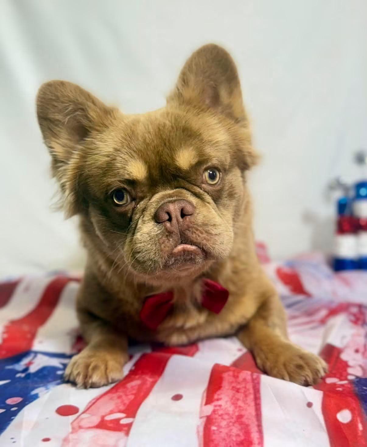 Enlarge Roast Beef, a ADOPTABLE French Bulldog in New Stanton, PA image 1/1