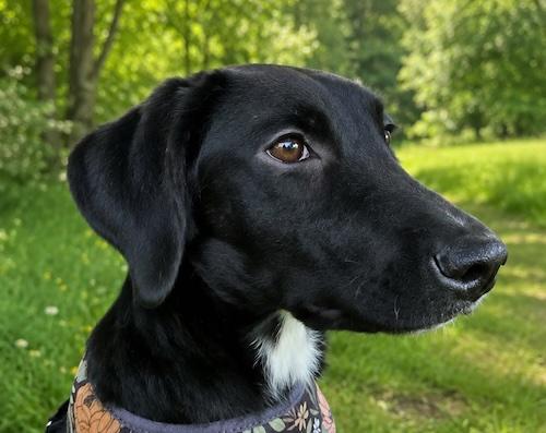 Enlarge Smokey 19, a Adoptable mixed breed in Killingworth, CT image 2/6