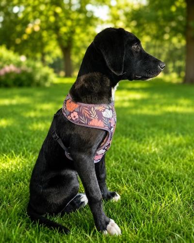 Enlarge Smokey 19, a Adoptable mixed breed in Killingworth, CT image 3/6