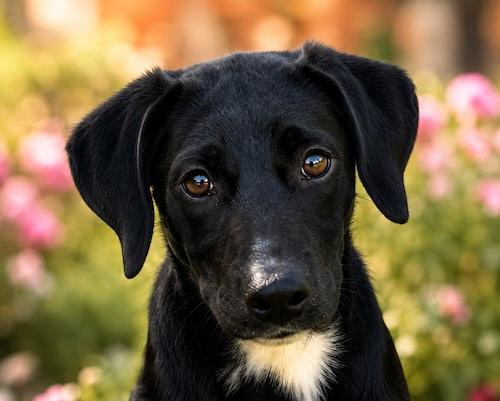 Enlarge Smokey 19, a Adoptable mixed breed in Killingworth, CT image 5/6