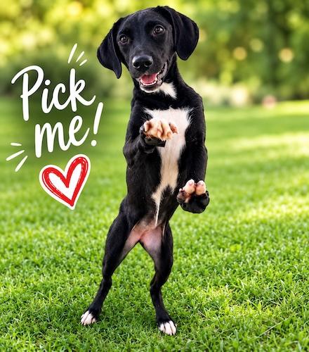 Smokey 19, Adoptable, Puppy Female Black Labrador Retriever.