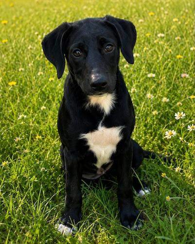 Enlarge Smokey 19, a Adoptable mixed breed in Killingworth, CT image 4/6