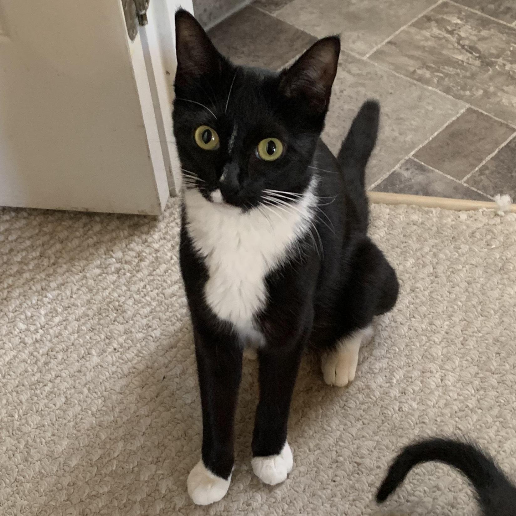 Rose, Adoptable, Young Female Domestic Short Hair.
