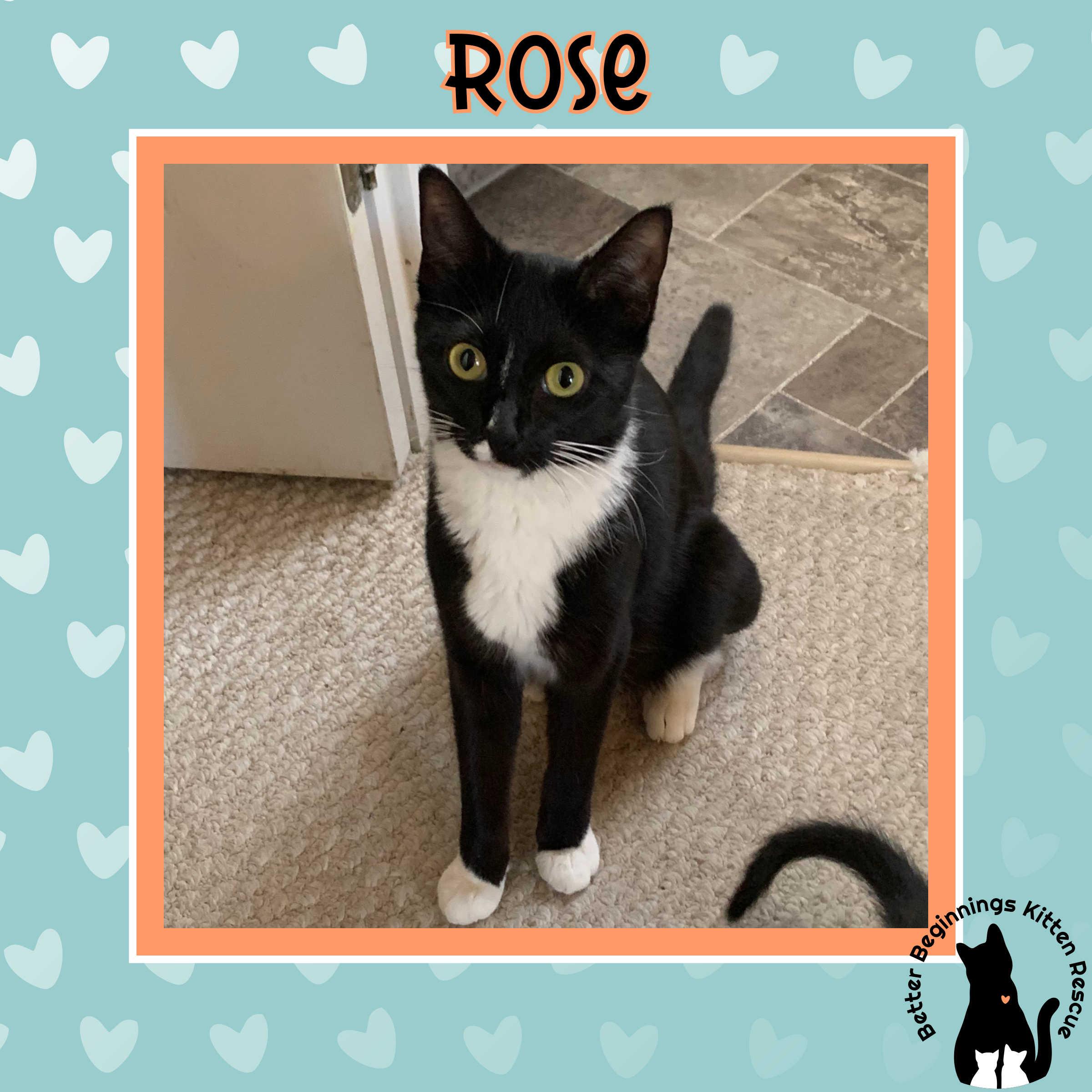 Rose, a Adoptable Domestic Short Hair in Kamloops, BC image 2/2