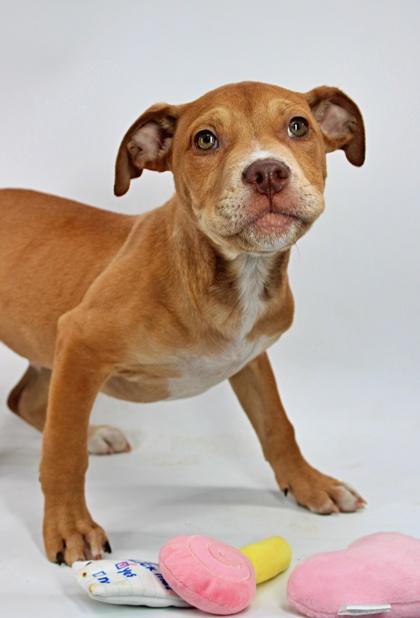 Bert — thumbnail 3