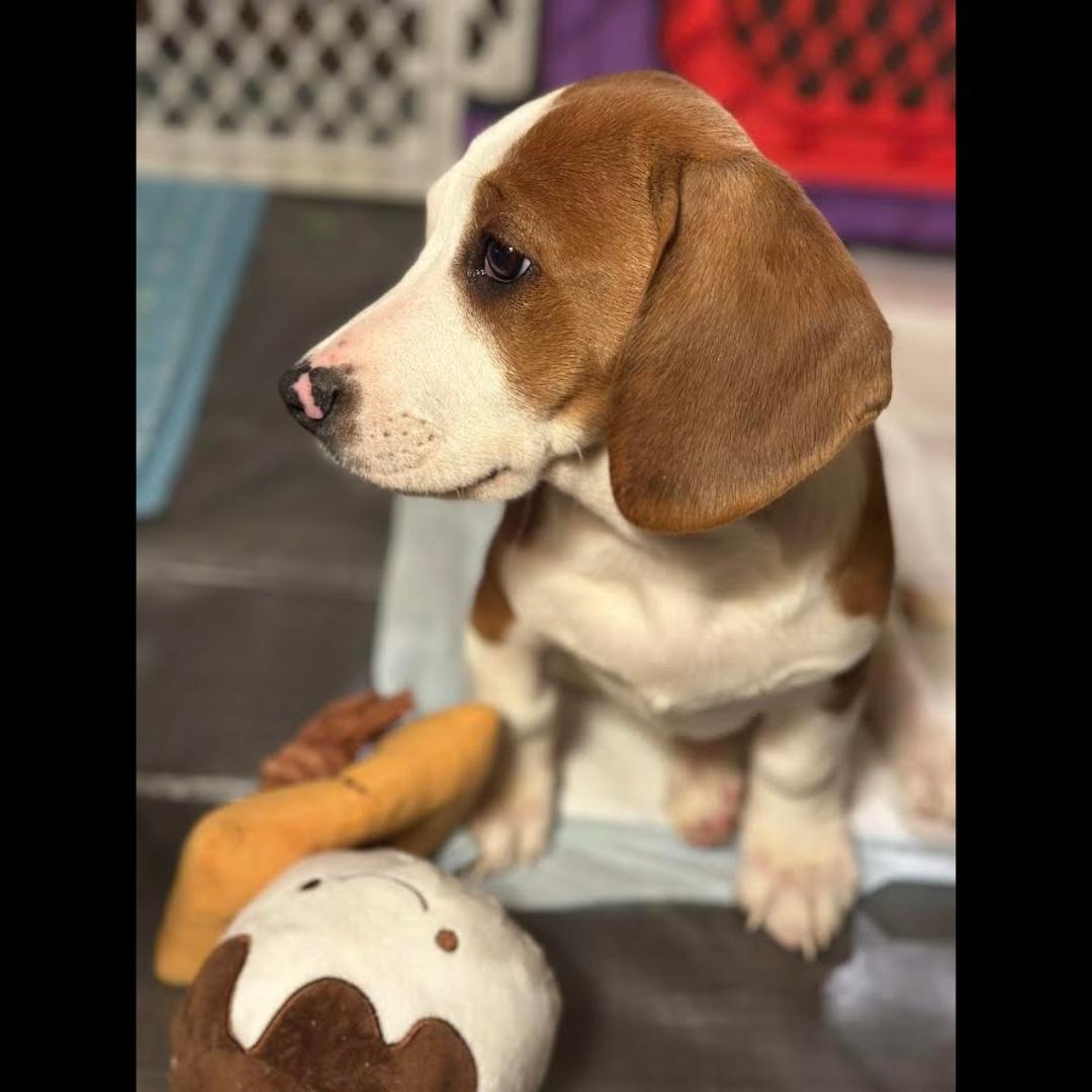 Enlarge Sequoia, an adopted mixed breed in Midlothian, VA image 1/4