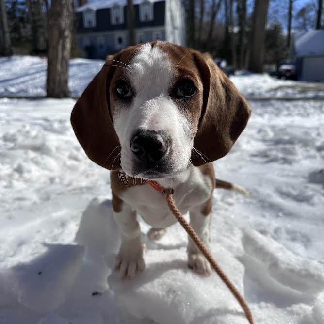 Enlarge Sequoia, an adopted mixed breed in Midlothian, VA image 2/4