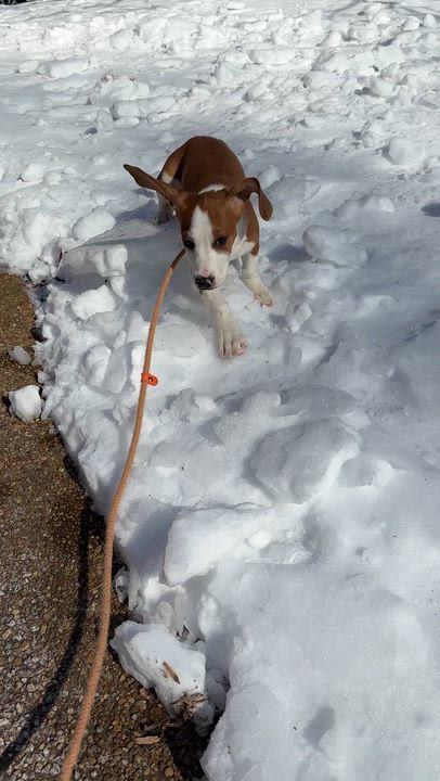 Enlarge Sequoia, an adopted mixed breed in Midlothian, VA video 4/4