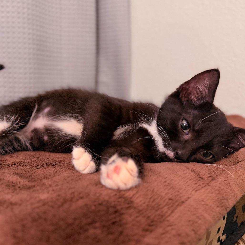 Enlarge Bandit, a Adopted Domestic Medium Hair in Columbia, MO image 2/4