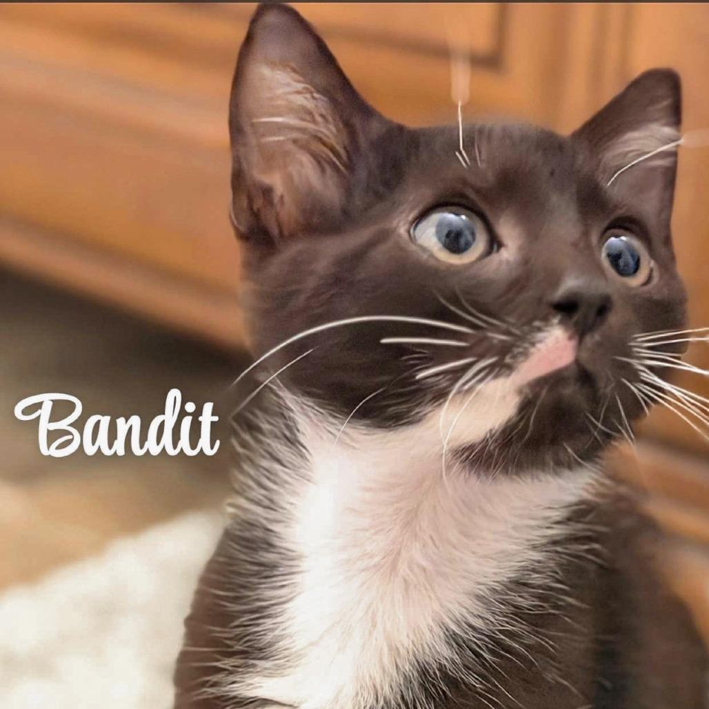 Enlarge Bandit, a Adopted Domestic Medium Hair in Columbia, MO image 1/4