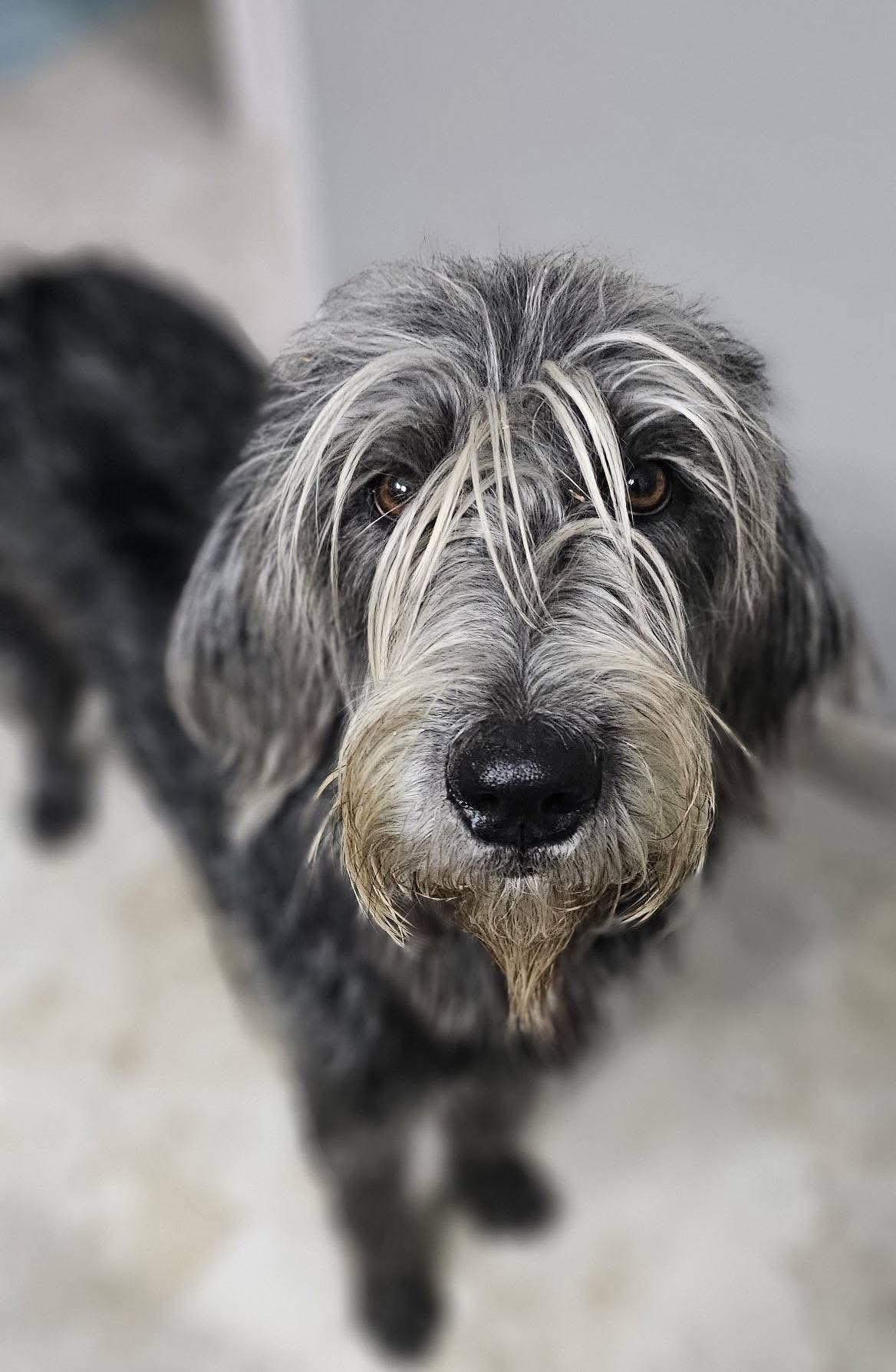 Enlarge Tizzy, a ADOPTABLE mixed breed in Rockwall, TX image 2/2