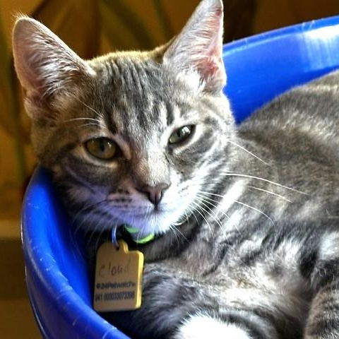 Enlarge Cloud - Social and Playful, a Adoptable Tabby in Hoquiam, WA image 3/6