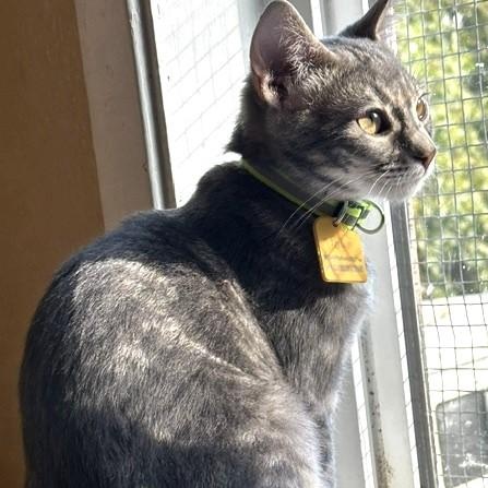 Enlarge Cloud - Social and Playful, a Adoptable Tabby in Hoquiam, WA image 4/6