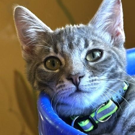 Enlarge Cloud - Social and Playful, a Adoptable Tabby in Hoquiam, WA image 2/6