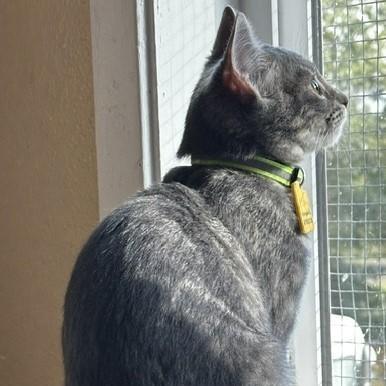 Enlarge Cloud - Social and Playful, a Adoptable Tabby in Hoquiam, WA image 5/6