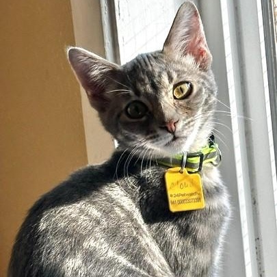 Enlarge Cloud - Social and Playful, a Adoptable Tabby in Hoquiam, WA image 6/6