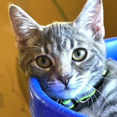 Enlarge Cloud - Social and Playful, a Adoptable Tabby in Hoquiam, WA image 1/6