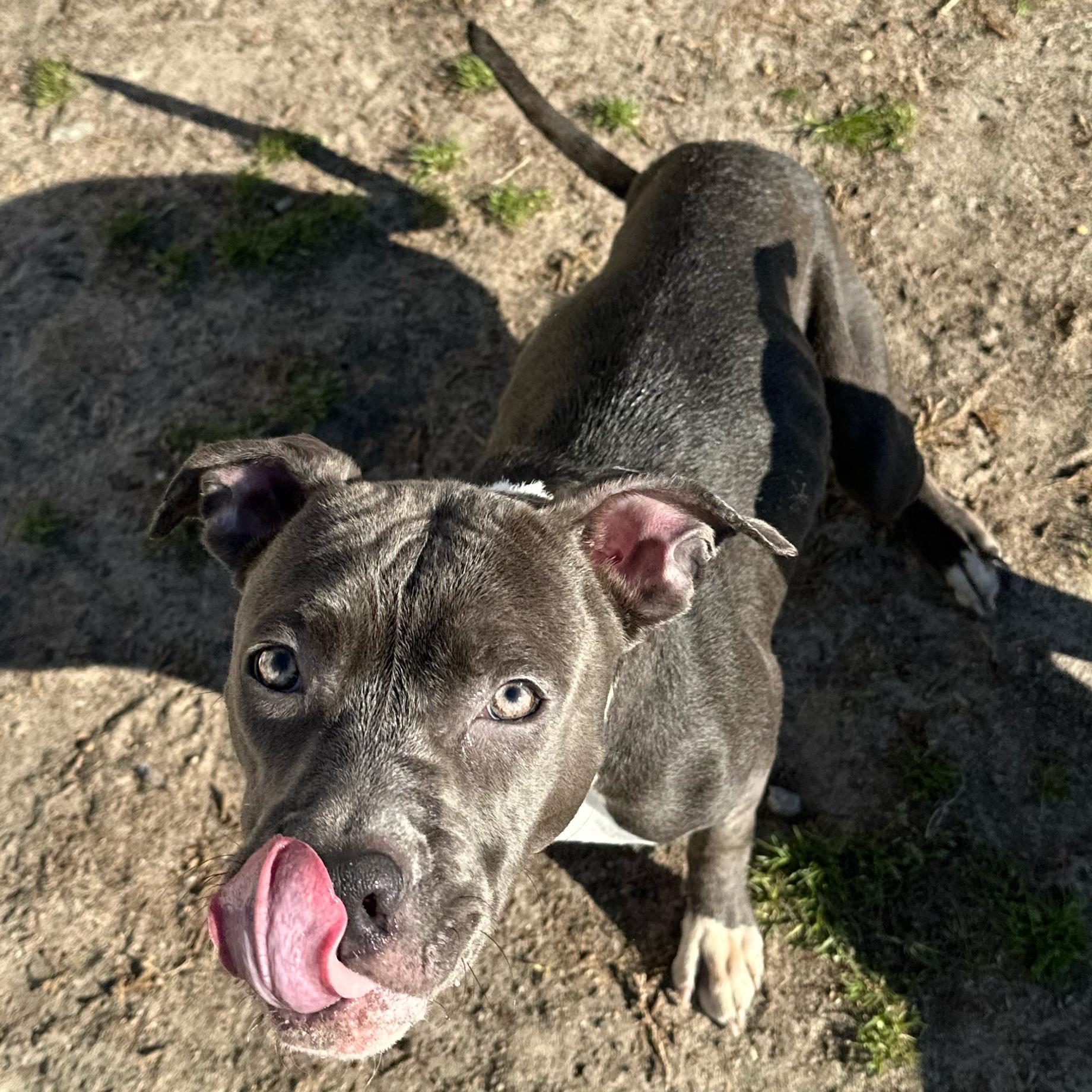 Yogurt, ADOPTABLE, Puppy Female Pit Bull Terrier.