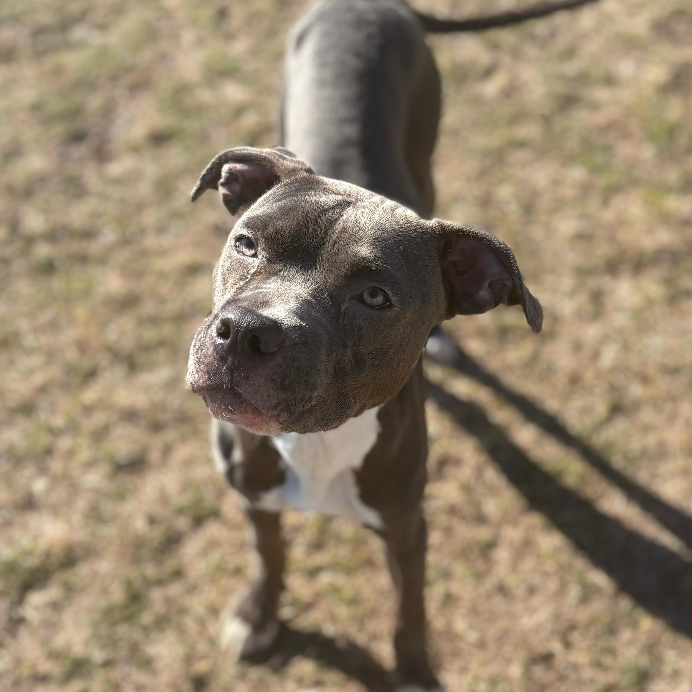 Yogurt, a ADOPTABLE mixed breed in Valdosta, GA image 2/6