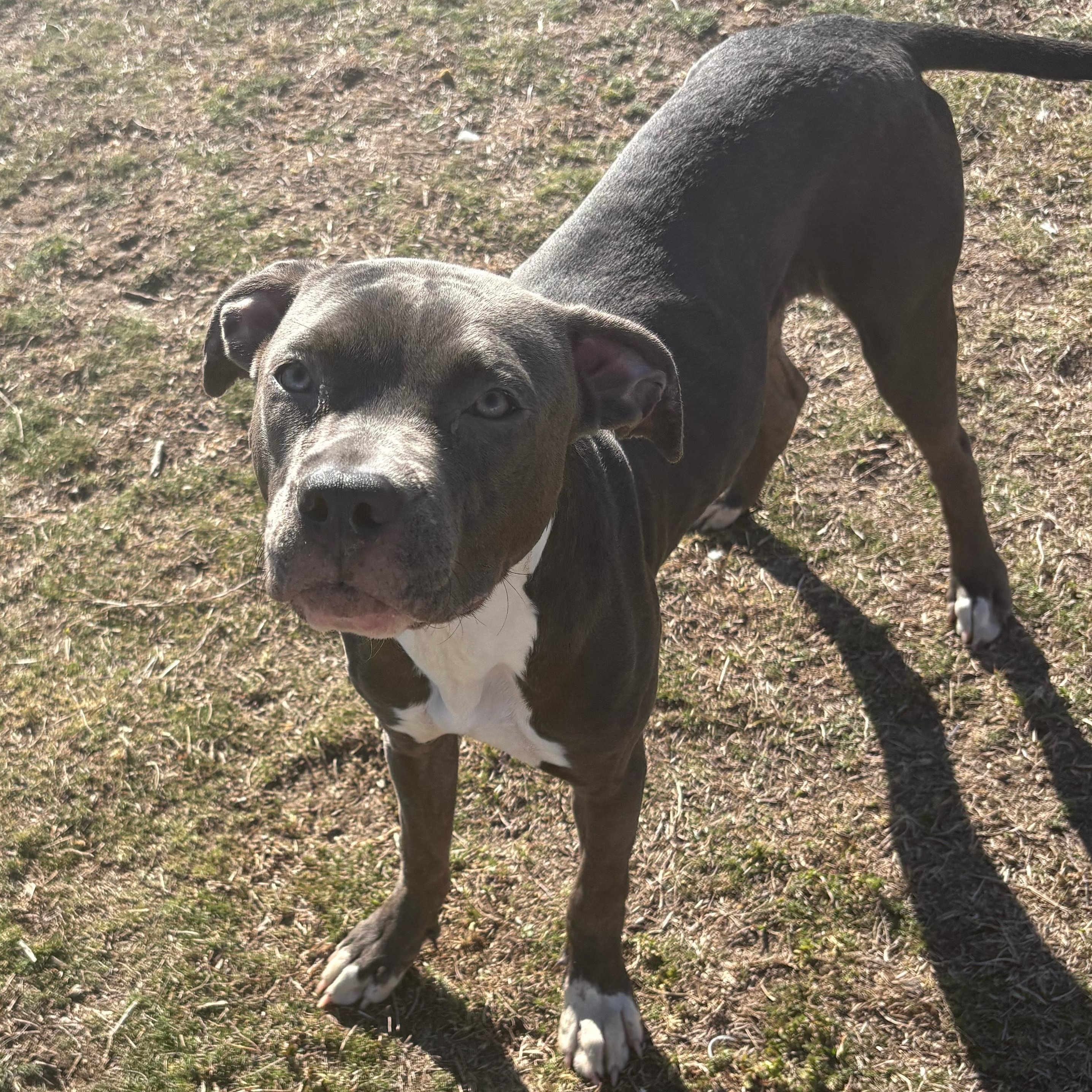 Yogurt, ADOPTABLE, Puppy Female Pit Bull Terrier.