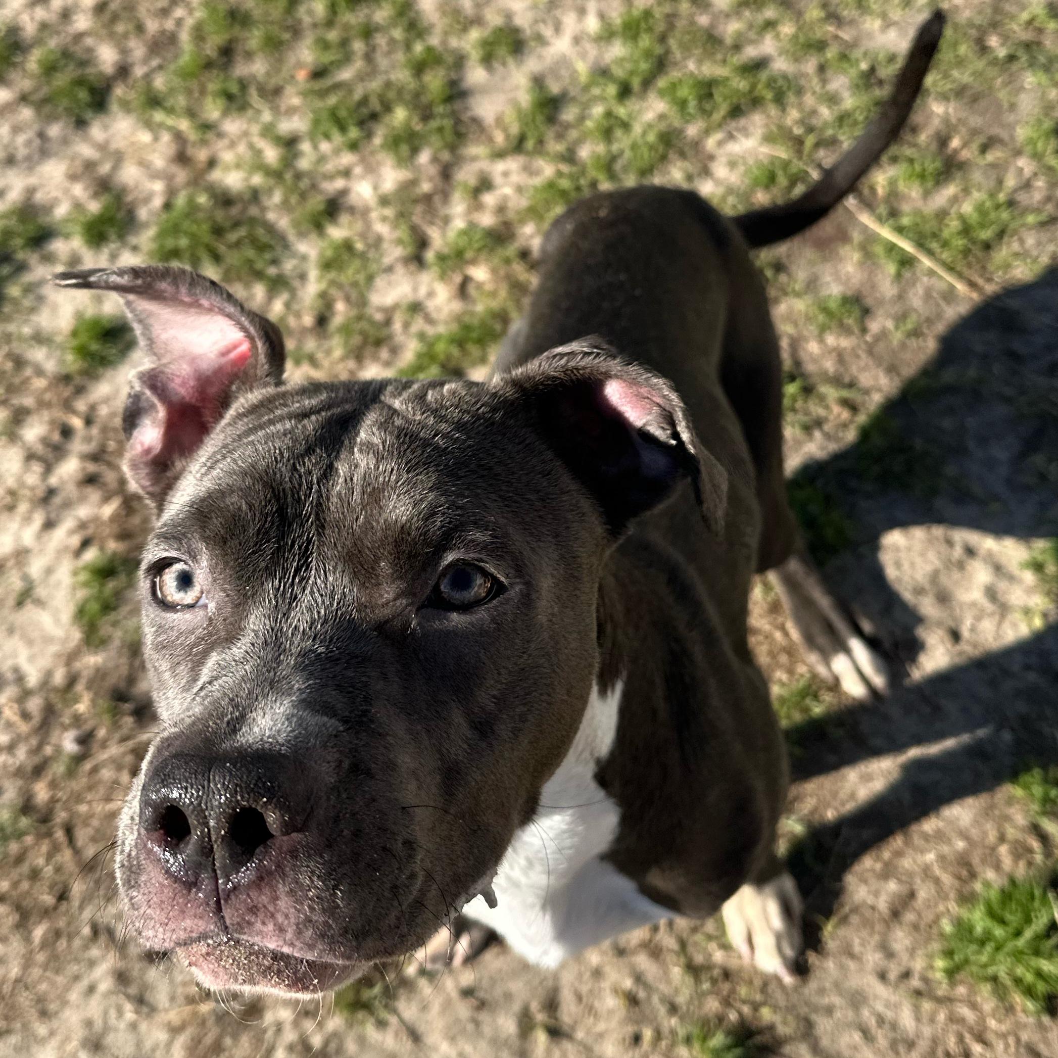 Yogurt, a ADOPTABLE mixed breed in Valdosta, GA image 6/6