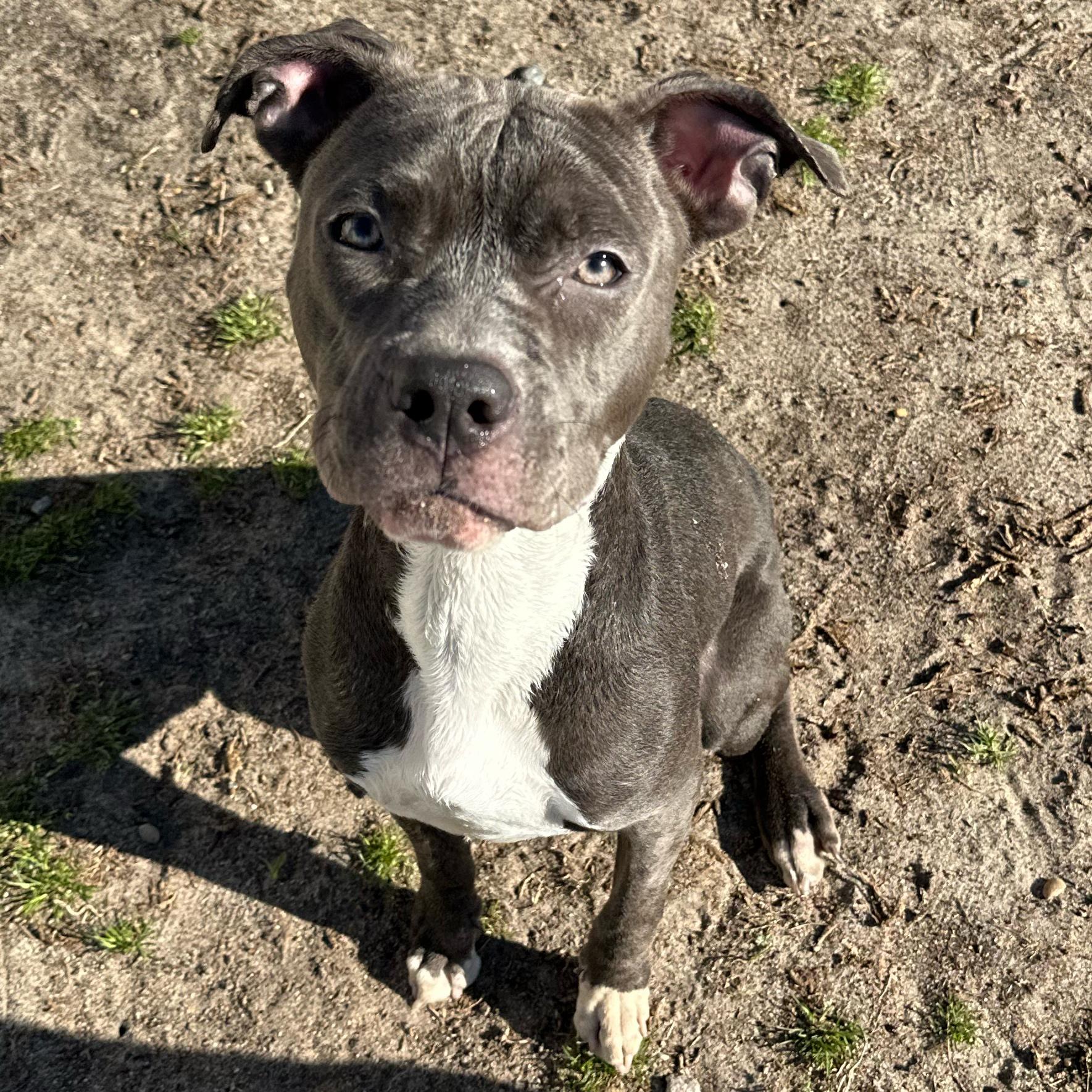 Yogurt, a ADOPTABLE mixed breed in Valdosta, GA image 4/6