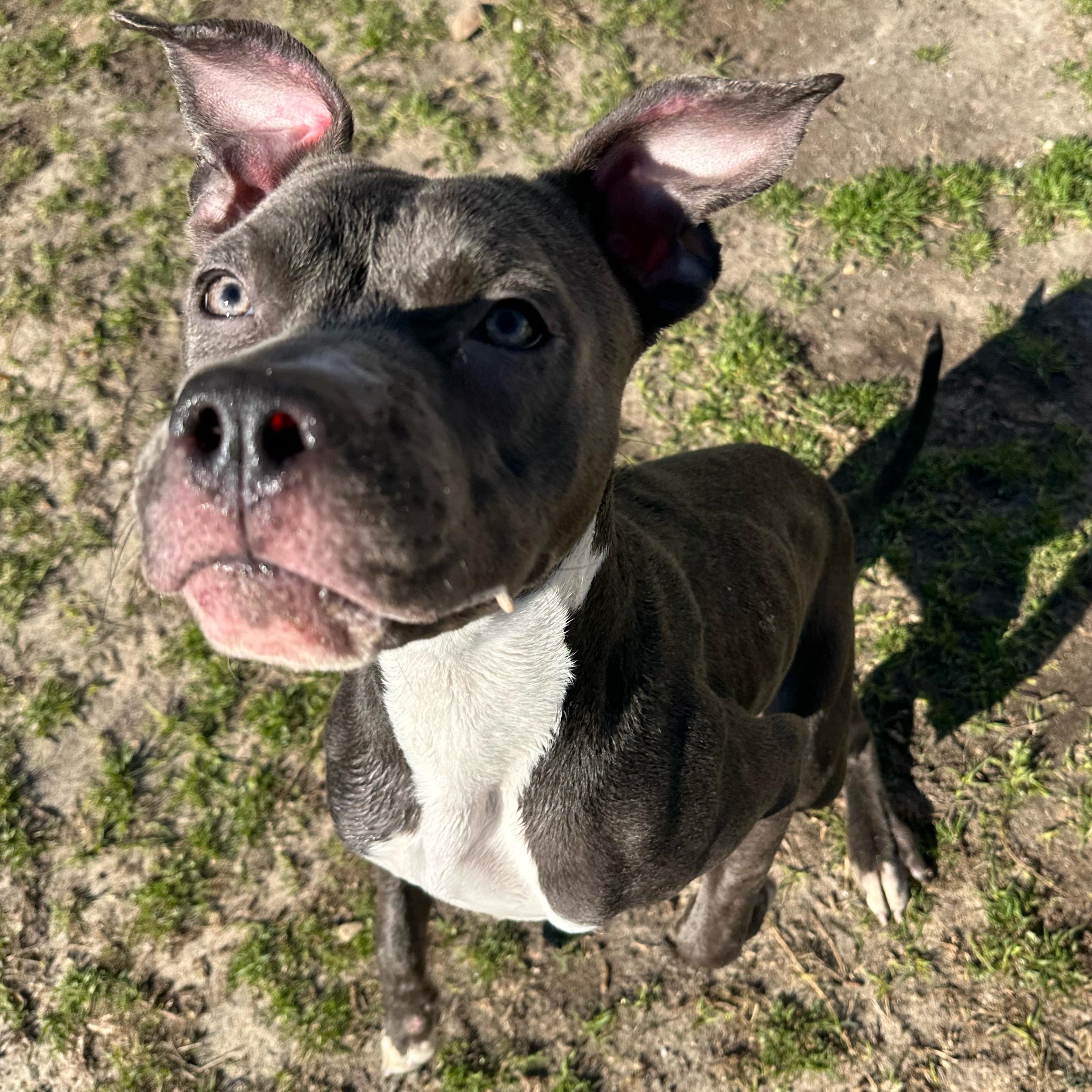 Yogurt, a ADOPTABLE mixed breed in Valdosta, GA image 5/6