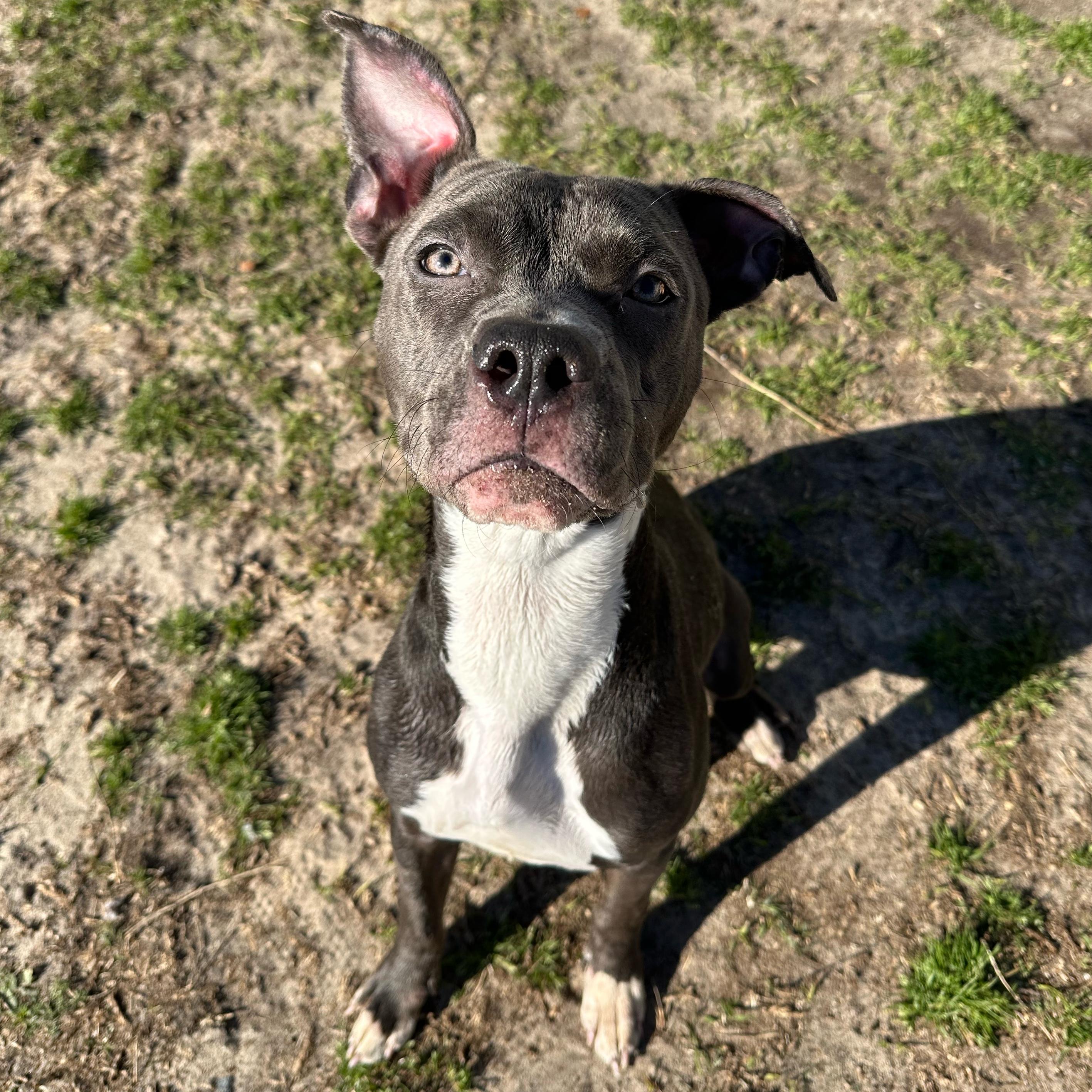 Yogurt, a ADOPTABLE mixed breed in Valdosta, GA image 3/6