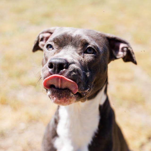 Enlarge Yogurt, a ADOPTABLE mixed breed in Valdosta, GA image 1/6