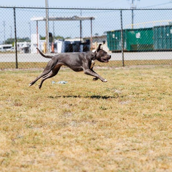 Enlarge Yogurt, a ADOPTABLE mixed breed in Valdosta, GA image 6/6
