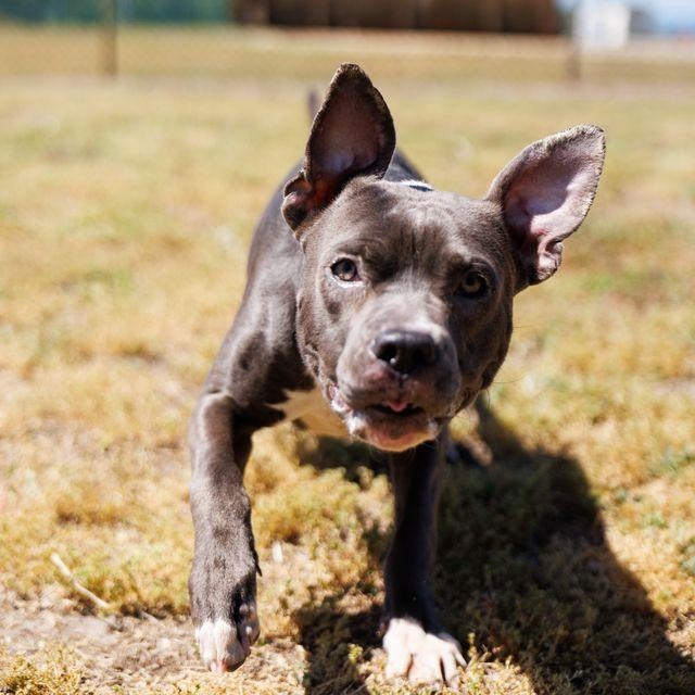 Enlarge Yogurt, a ADOPTABLE mixed breed in Valdosta, GA image 2/6