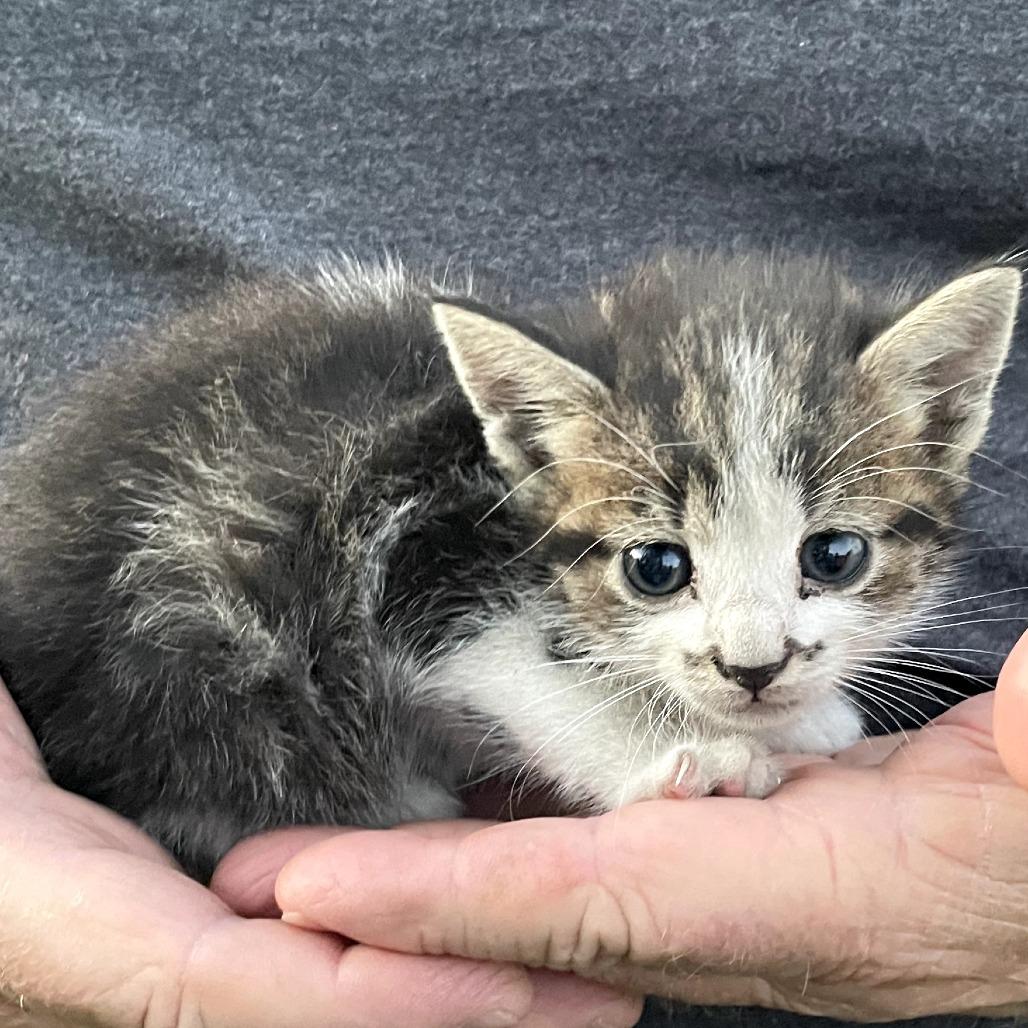 Freddy, a Adoptable Domestic Short Hair in Sparks, NV image 2/6