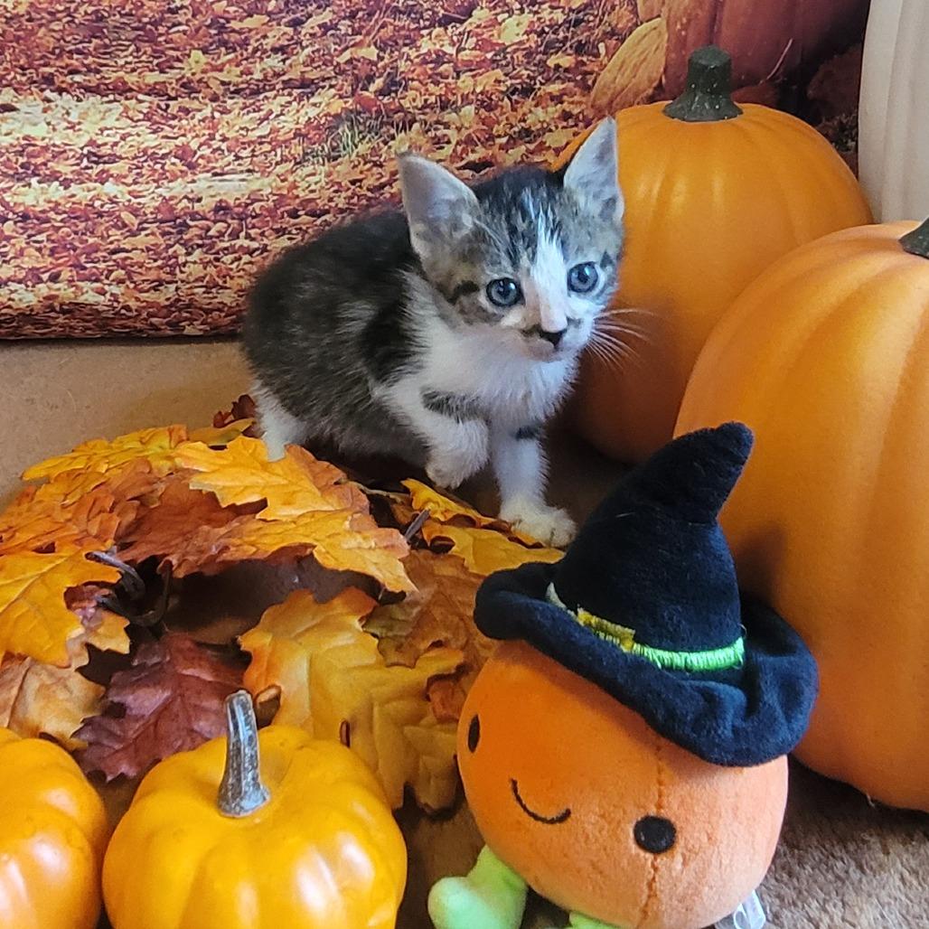 Freddy, a Adoptable Domestic Short Hair in Sparks, NV image 4/6