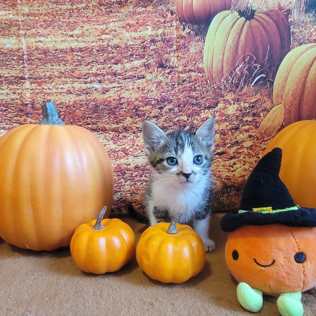 Freddy, a Adoptable Domestic Short Hair in Sparks, NV image 5/6