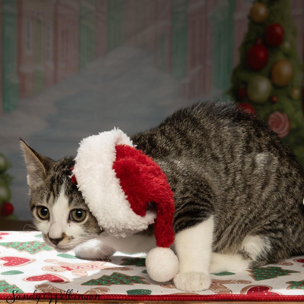 Freddy, a Adoptable Domestic Short Hair in Sparks, NV image 6/6