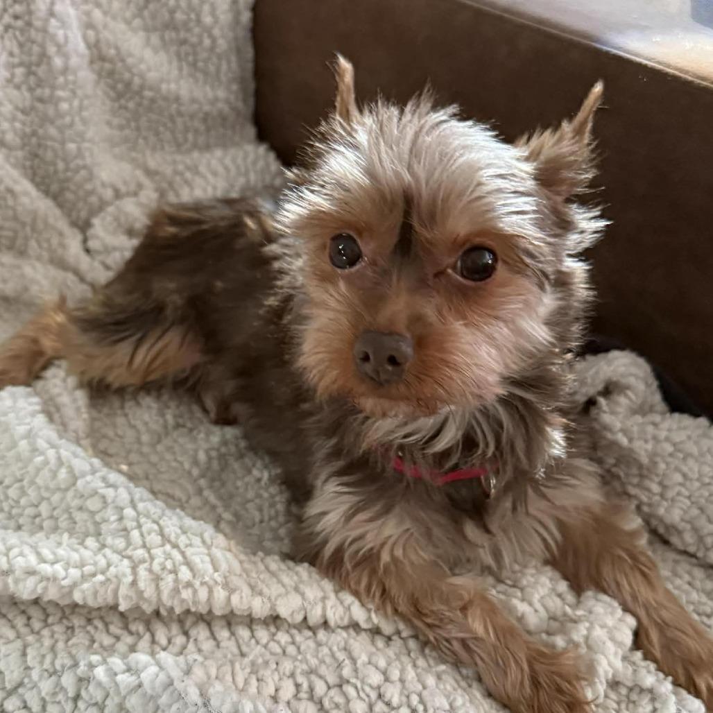 Scooter — thumbnail 2