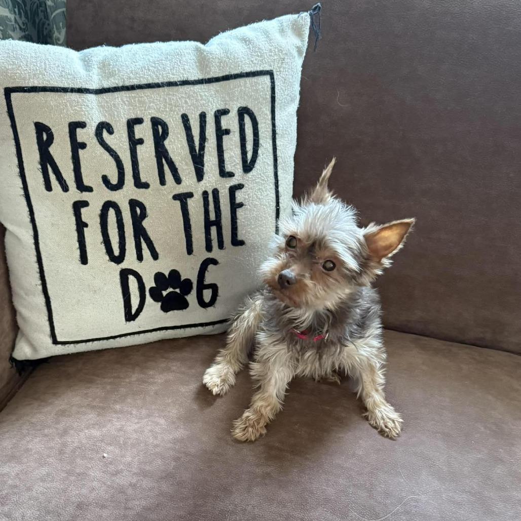 Scooter — thumbnail 3