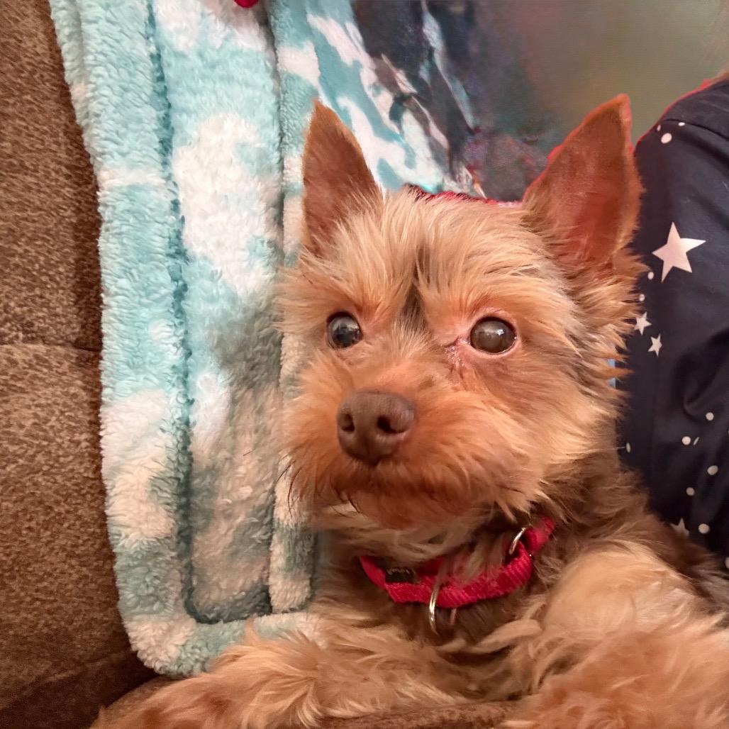 Scooter — thumbnail 4